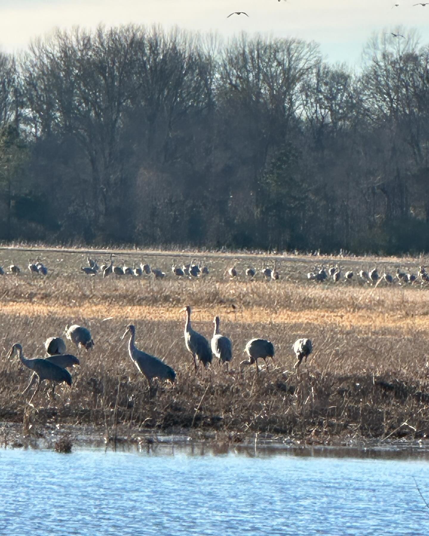 Celebrating the Festival of the Cranes like Teddy! Traveling